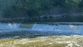 2021 Salmon run Humber River 6