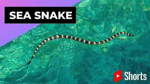 Sea Snake 🐍 One Of The Most Dangerous Ocean Creatures In The World #shorts