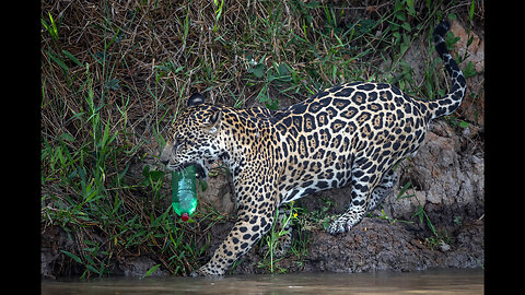 Photographer Captures Wild Jaguar Playing With Discarded Plastic Bottle