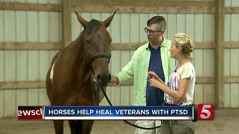 Rescued Horses Help Veterans With PTSD