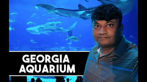 Georgia Aquarium 4K, The Best Place to Relax?- Porsche Atlanta