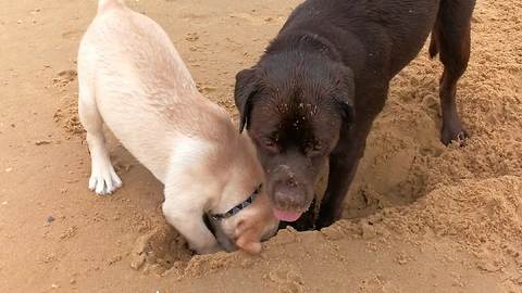 Dog teaches puppy how to dig