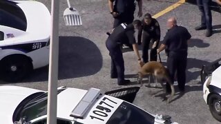 Kangaroo captured by police in Fort Lauderdale