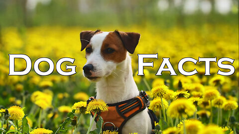 Dog Facts: Unraveling the Secrets of Dogdom