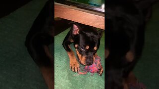 Cute Funny Rottweiler! 🐶 #shorts #short #viral #youtube #like