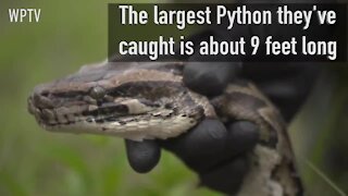 FWC's python detector dogs locate invasive Burmese pythons