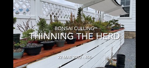 Bonsai Culling - Thinning the Herd