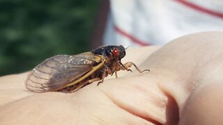 App Helps Track Cicadas