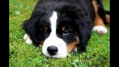 Berner Sennen Puppy Playing With Pomsky Puppy!