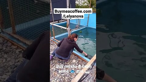 Help Masha Feed the Rehab Seals! https://www.buymeacoffee.com/Lelyanova