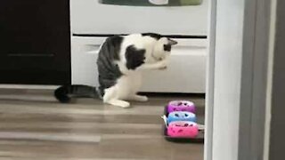 Cat eats with its paws