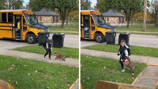 Dog Enthusiastically Waits For Best Friend To Come Home From School