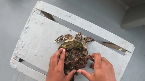 Rescue Sea Turtle Removing Barnacles From a Poor Sea Turtle | animals, Nature, turtles, ocean, ASR-3