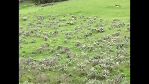 Mooky and his family sees a mule deer with two small deer￼￼