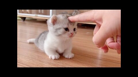 Best baby cat 3 baby cat smile smiling 3 cat eating meet mountains