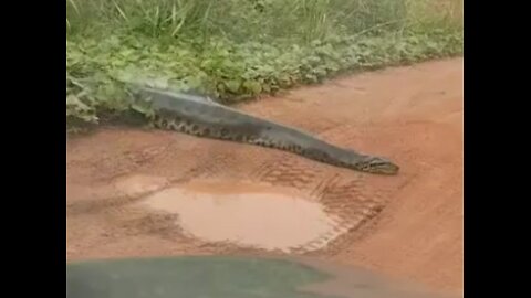 cobra gigante na estrada