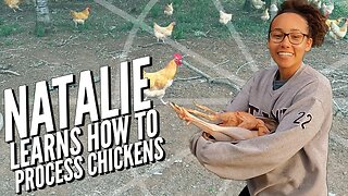 Learn How to Slaughter Chickens (WARNING: Graphic)