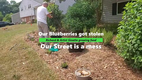 Someone stole our blueberries. Who was the culprit?