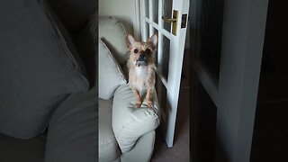 Chihuahua Crying to Play