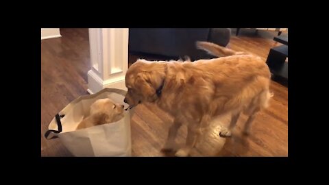 Golden Retriever meets his new puppy sister