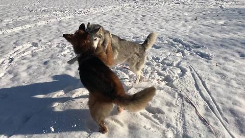 Husky & German Shepherd romp around in the snow