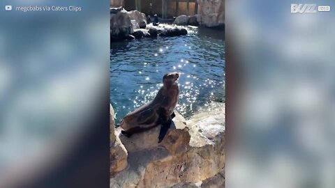 Audacieux, ce héron vole le dîner d'un lion de mer