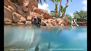 GoPro 9 Black Films Great Danes Watching Pointer Dog Swim Above And Under Water