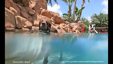 GoPro 9 Black Films Great Danes Watching Pointer Dog Swim Above And Under Water