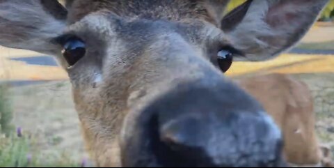 Wild Deer Kissing Cameraman | Cute Elk Video