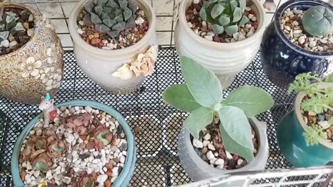 My collection succulents plants and Cactus | Plantita | Roosterjane