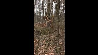 Protective Buck Guards His Lady Friend