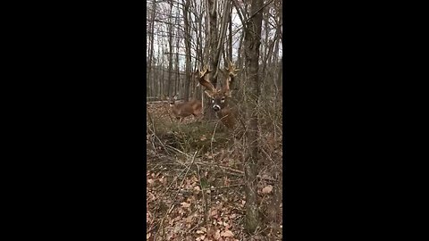 Protective Buck Guards His Lady Friend