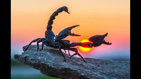 Have you seen many scorpions ?