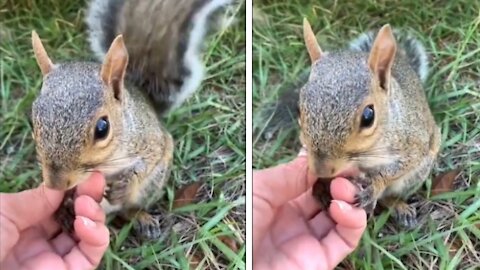 Friendly Rescue Squirrel Holds Former Caretaker's Hand