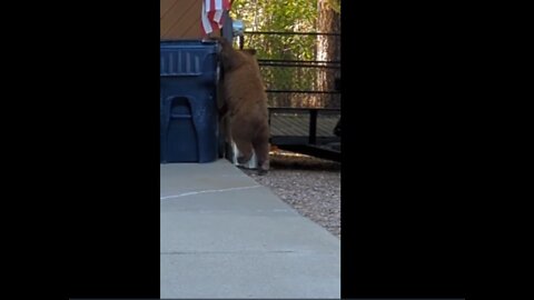 Juvenile Bear TERRORIZING Trash Can!