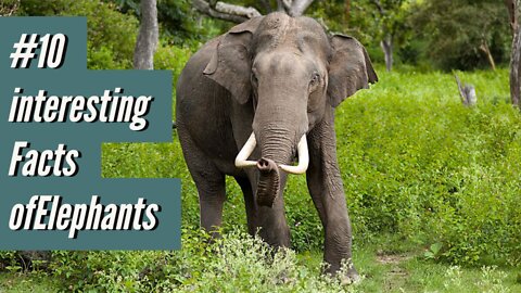 #10ninteresting facts about elephant