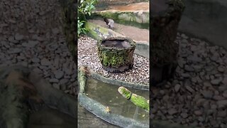 Hear the songs from this bird sanctuary 🦢 🎶 #shorts #birds #animals #zoo #calgary #enterthecronic