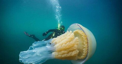 Jellyfish, animals, marine animals, jellyfish in the sea, marine jellyfish