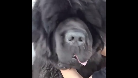 Newfoundland dog pulls off epic bear impersonation