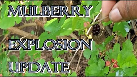 Mulberry Explosion Update - 3jun2022