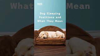 Is your dog sleeping funny? here's what that funny position could mean.. #dogsofyoutube