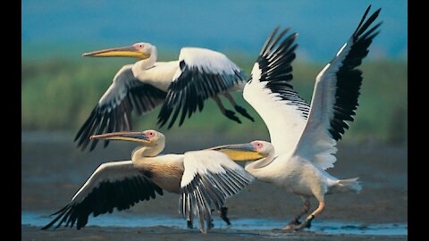 Flamingos and pelicans in Lake Kerkini