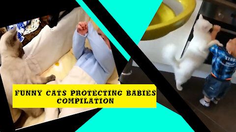 Funny Cats Protecting Babies Compilation