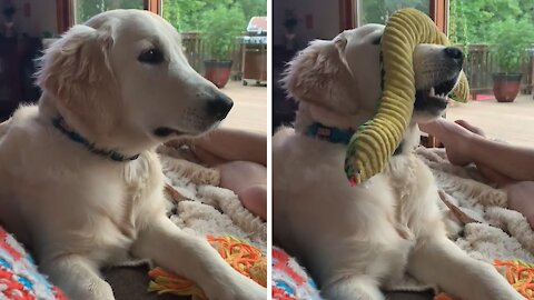 Golden Retriever Puppy Is Still Learning How To Catch