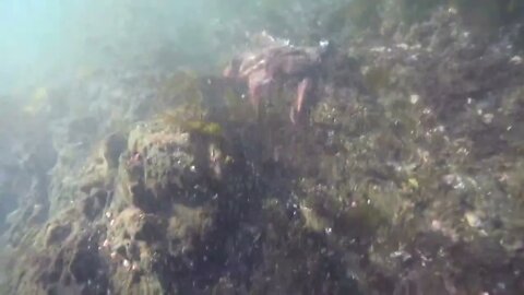 Free Diving for Giant Pacific Octopus in Sitka, Alaska-7