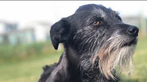 Dog howls along to Shakira song