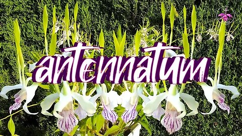 Dendrobium antennatum CARE Organic / Inorganic Media Set Ups | Correcting False Info #ninjaorchids