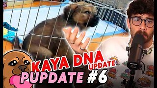 First KAYA DNA Update is a non-update for HASAN | PUPDATE #6