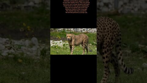 Cheetah is the world fastest animal,#shorts,#Cheetah,#mammal,#animal,#cheetahlovers,#animallovers
