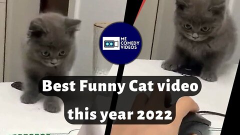 Best Funny Cats video this year 2022 @MeComedyVideos